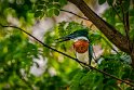 095 Tarcoles, amazoneijsvogel